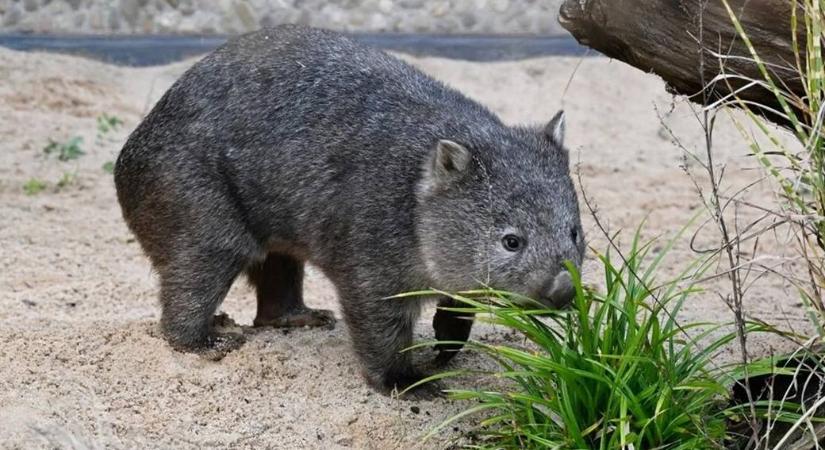 Meglepő kutatás: ezért különleges a vombatok ürüléke