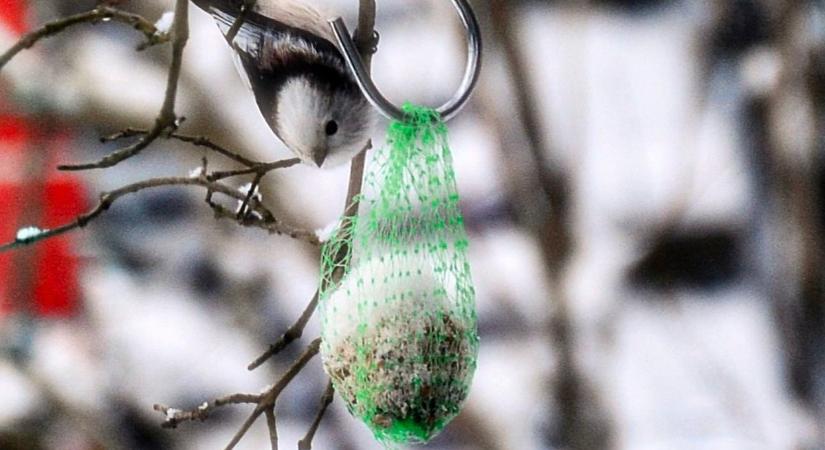 Olvasói fotókon mutatjuk a fehér karácsony legszebb pillanatait Győr-Moson-Sopronban