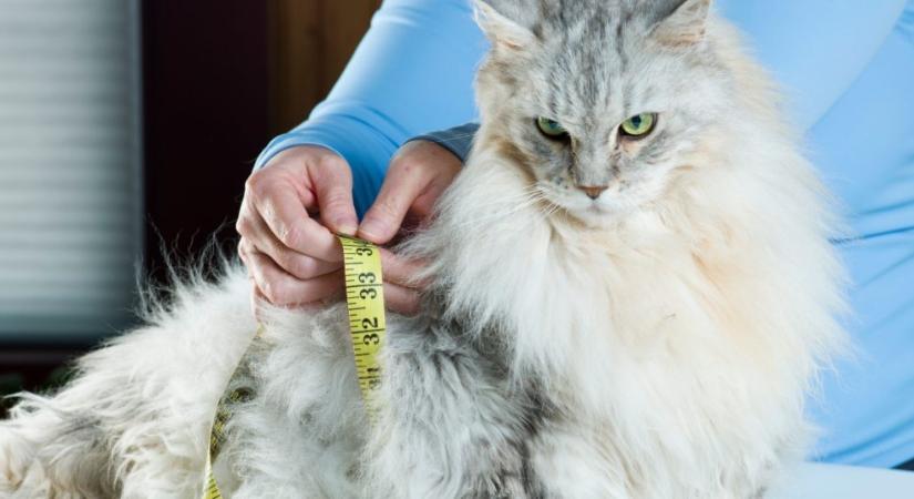 Hogyan állapítsd meg, hogy a macskád túlsúlyos? Ezek a jelei