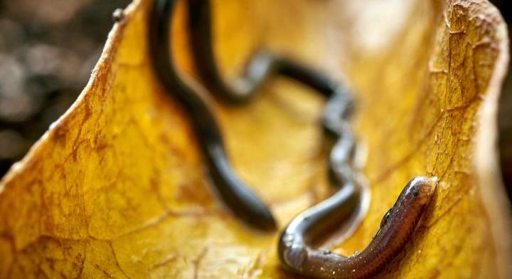 Ez a világ legkisebb kígyója: akkora, mint egy pénzérme