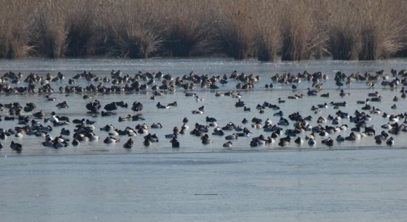 Vízimadarak telelnek a Dél-Alföldön