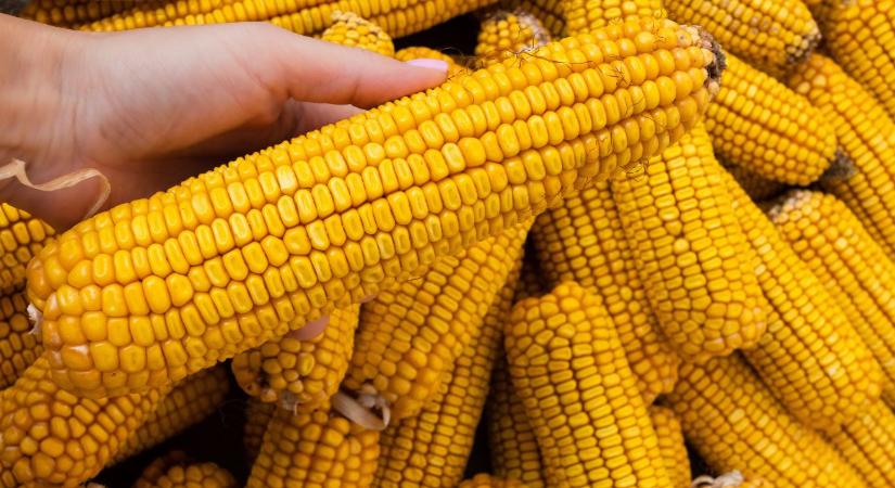 Aszály, hőstressz, mikotoxin – új növényvédelmi korszak a kukoricában