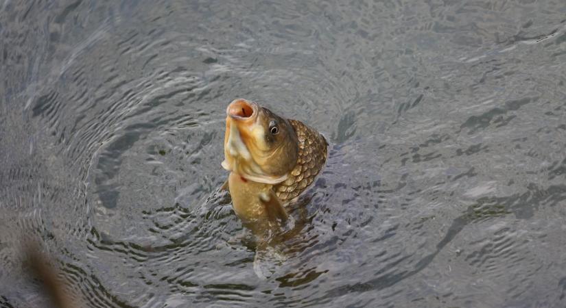 A halászlé 370 százalékkal kerül többe, mint 2010-ben