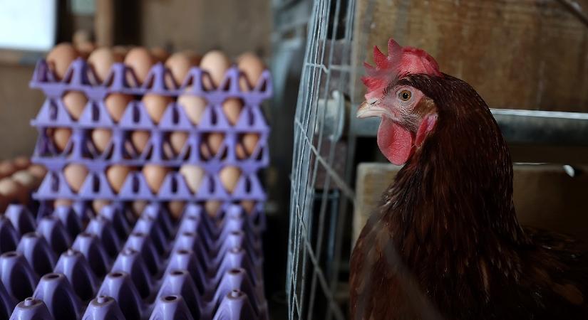 Teljesen kicsúszott az irányítás a kezünkből: kontroll nélkül tarol a szuperjárvány, jövőre jöhet a nagy robbanás