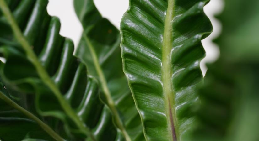 A levelek összeérése kockázatot jelent a szobanövényeknél