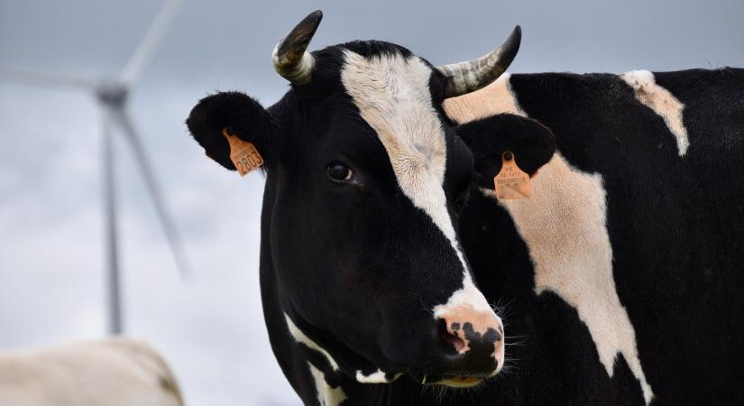 Elképesztő felfedezés a szarvasmarhákról, a kutatók már dolgoznak a problémán
