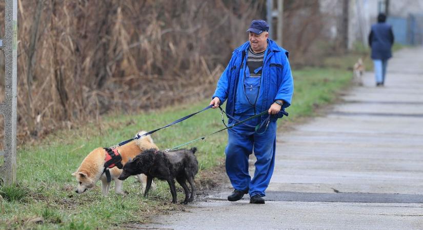 192 kutya vár csodára Szekszárdon – fontos karácsonyi üzenet a menhelyről (galéria)