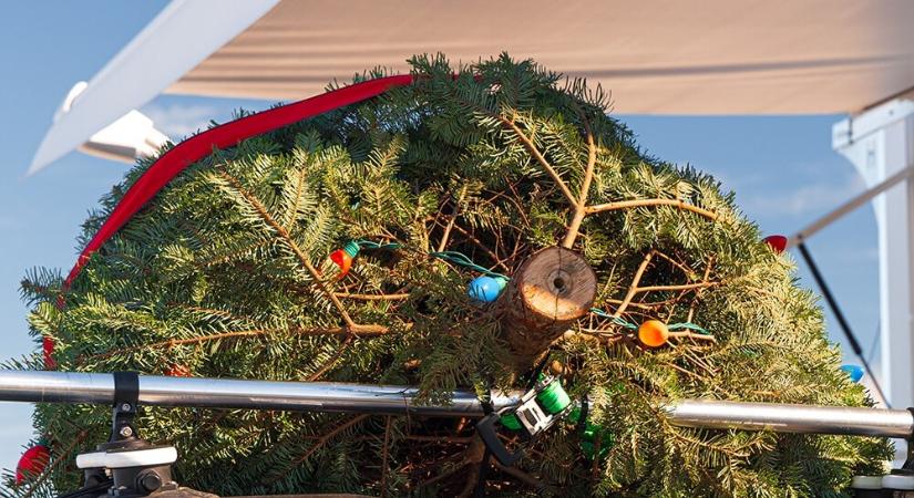 Megvan a világ leggyorsabb karácsonyfája, ennyivel hasít