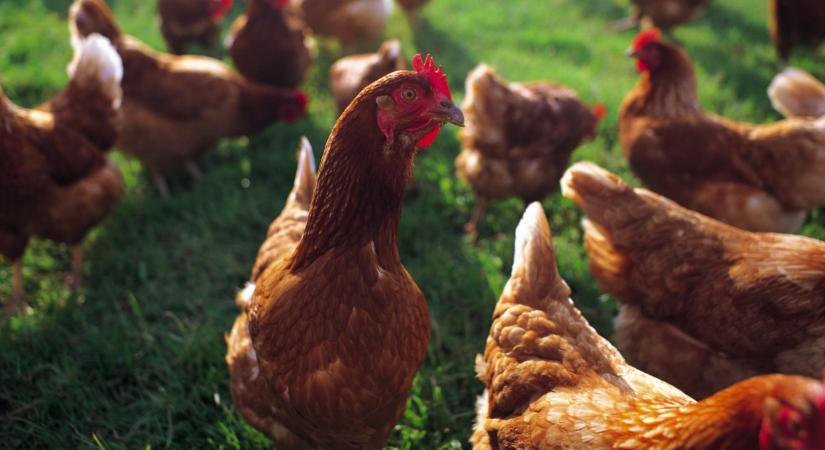 Itt az irániak nagy terve: nem is hinnéd, miből csinálnának takarmányt