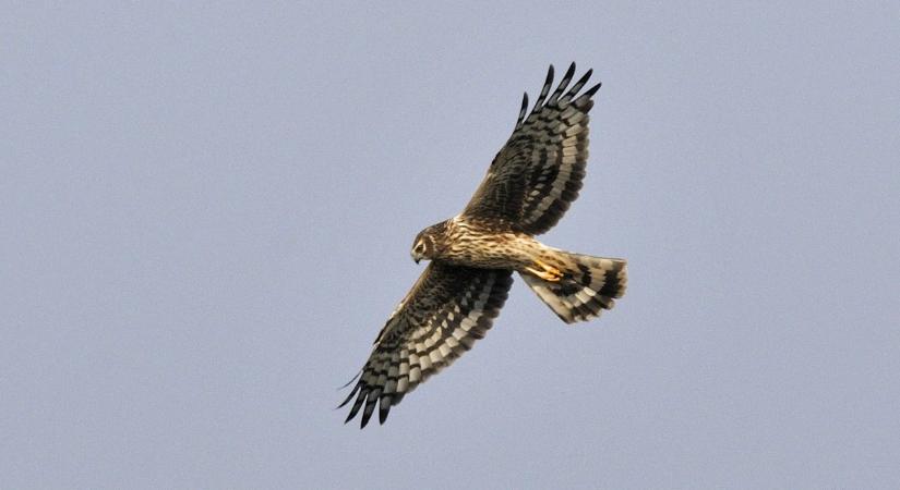 Rétihéják a Dél-Alföldön: elmentek a barnák, megjöttek a kékesek