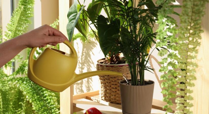 Ezek a növények télen sem okoznak csalódást