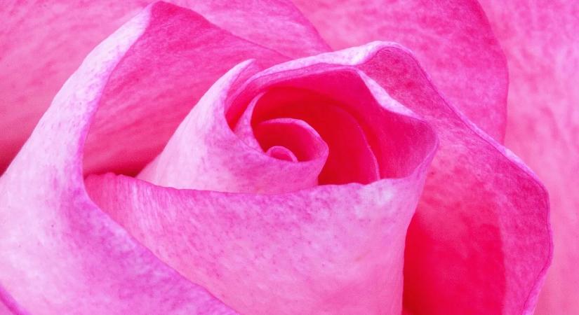 Hogyan Ültessük Ki a Cserepes Liliomot Lépésről Lépésre