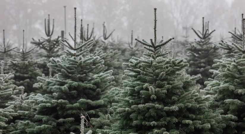 A nap legfontosabb hírei – 2025. 12. 25.