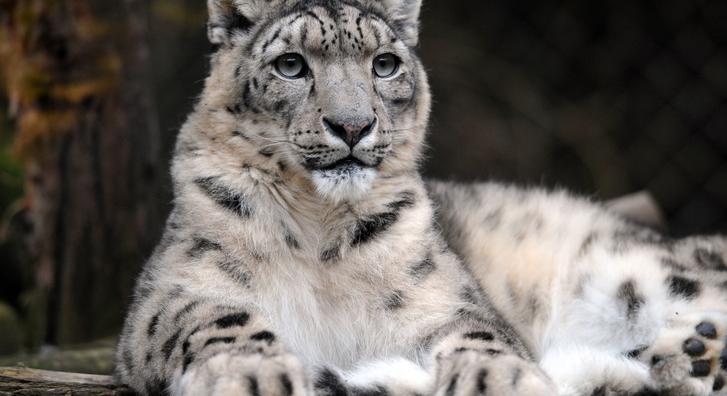 Hópárduc a város szívében, ezért hívják őket a hegyek szellemének