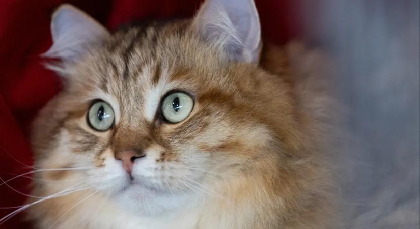 „Ilyen tanulmány soha nem jelent meg”, állítja az egyetem, amely állítólag a Tisza macskaadójának ötletforrása volt