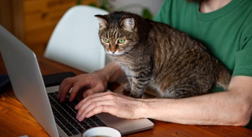 Miért követ a macska mindenhová a lakásban?