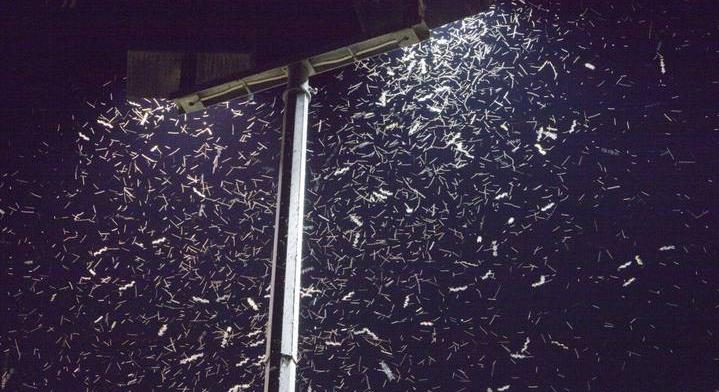 Rettegett rovar került Európába: az egész kontinenst letarolhatja