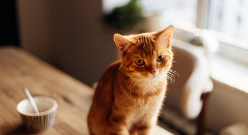 Először reszket a kiscica a félelemtől, de a végén már bízik a kutyában - 9 millióan látták már a cuki videót