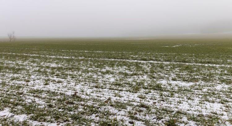 Nocsak, 600 ezer hektárral csökkent az orosz búzaterület