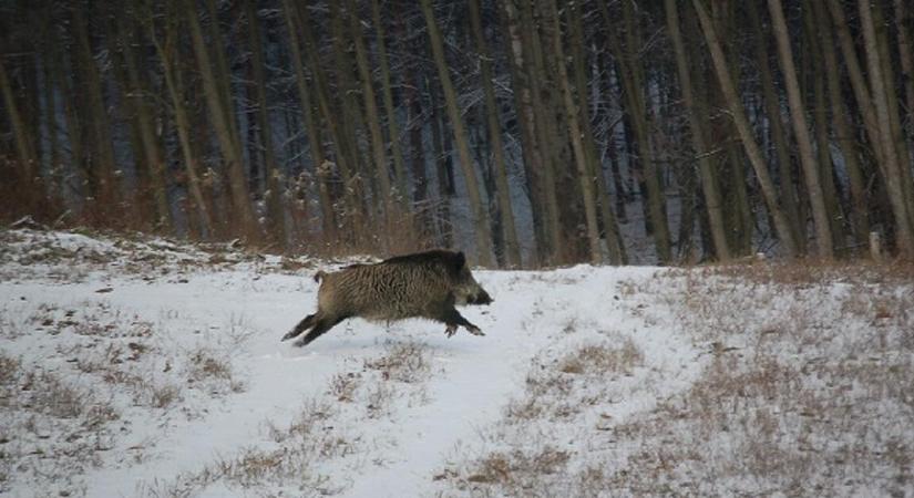 Elszabadult vadak a városban: ki fizet, ha jön a baj?