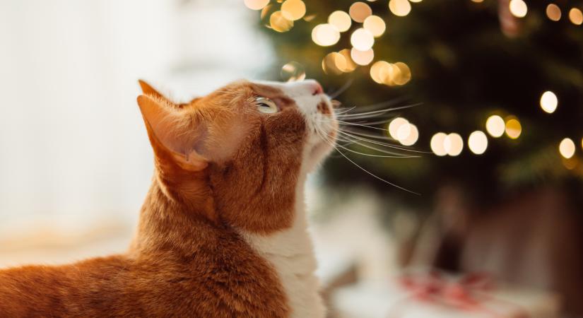 A vörös cica, akit elvarázsolt a karácsonyfa – Videó