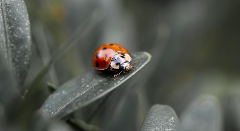 Hasznos rovarok, amelyek télen is aktívak