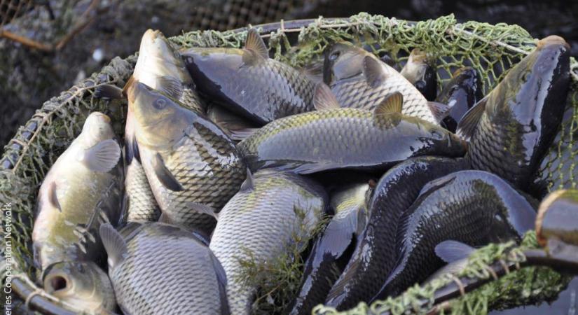 Kétszeres ár, változó kereslet: új pályán a hazai pontypiac