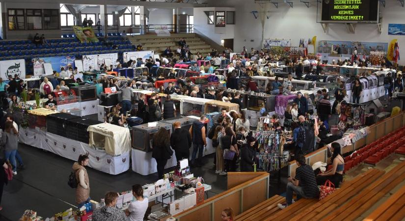 Tizenöt ország cicái érkeznek Pápára