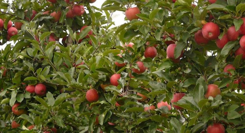 Horizontális tengelyű szélgépek fagyvédelmi hatékonyságának értékelése drónos hőmérsékletprofil-mérésekkel egy almás ültetvényben