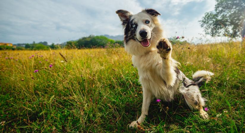 Innen tudhatod hogy jobb- vagy balmancsos a kutyád
