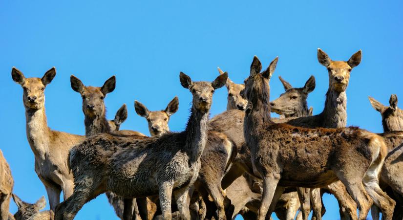 Globális fenyegetés: a vadon élő állatok és növények illegális kereskedelmének sötét oldala