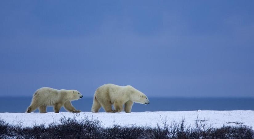 A legelvetemültebb migránsok