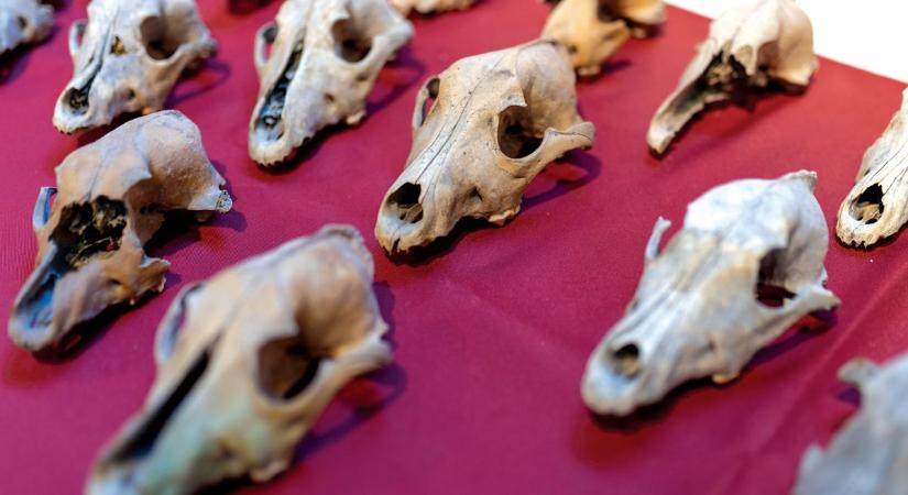 Világszenzáció Székesfehérváron: olyan lelet került elő a raktárból, ami átírja, amit a rómaiakról tudtunk