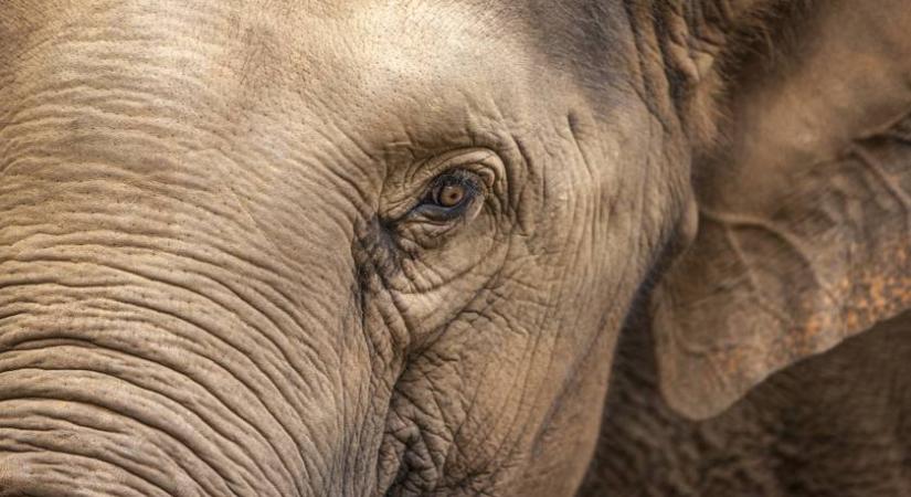 Az elefánt gondolt egyet, és leugrott a közértbe: videóra vették, ahogy shoppingol