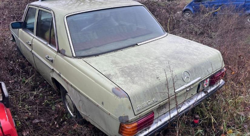 Látott már ilyen verdát? Fenyőzöld matuzsálemet mentettek meg a pusztulástól (galéria)