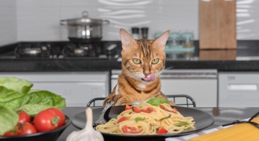 Ehetnek a macskák tésztát? A kérdésre összetett a válasz