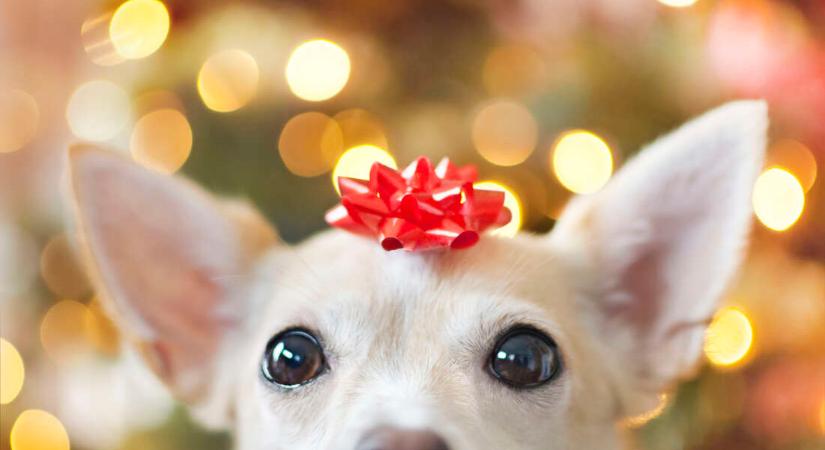 Amikor az ajándék kutya lehugyozta az antik Bibliát – Vicces karácsonyi pillanataink