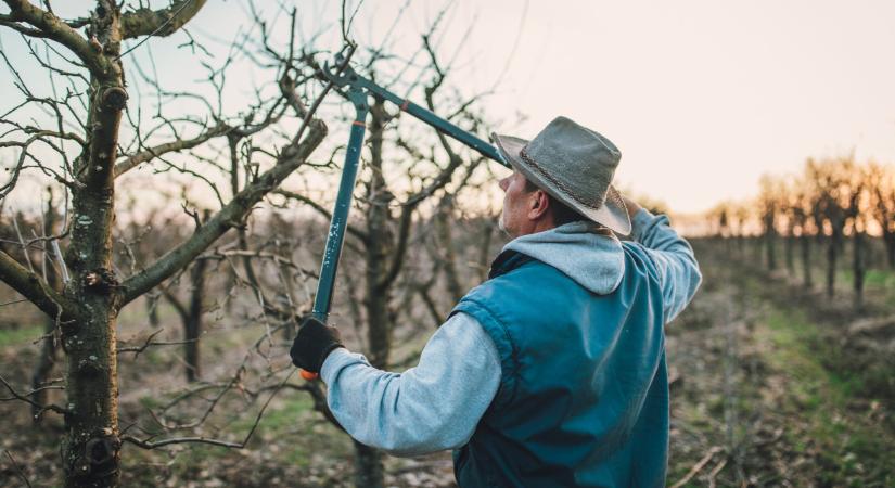 Végzetes hiba a kertben: így soha ne metszd a gyümölcsfákat télen