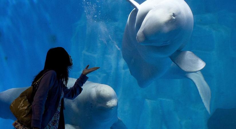 „Két beluga van nálunk”: hogyan mentenek meg ezerkilós állatokat az ukrán front közeléből?