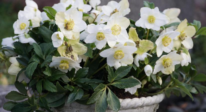 Fehér virágok a fagyban: miért különleges a karácsonyi rózsa?