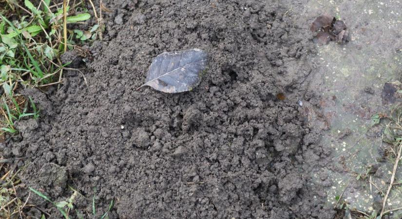 Decemberben is fáradhatatlanul építi járatait a kertünkben – mit tegyünk, ha szaporodnak a vakondtúrások?