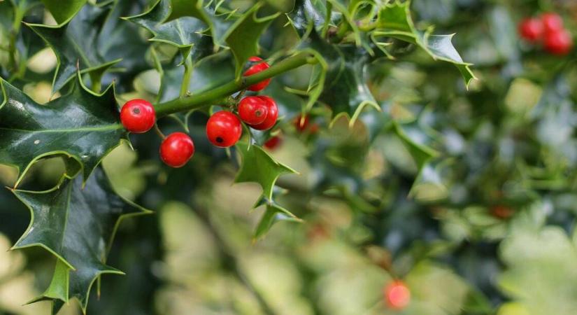 Titkos története van a karácsonyi növénynek, meglepő dolgot árulunk el róla