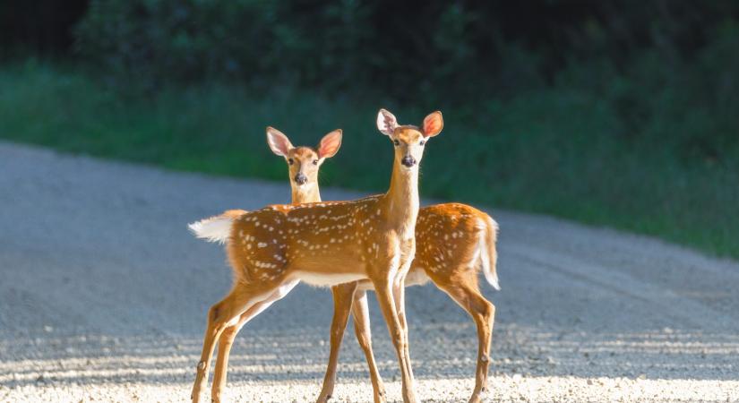 Lenyűgöző videó, ahogy egy csapat szarvas átúszik a Rábán