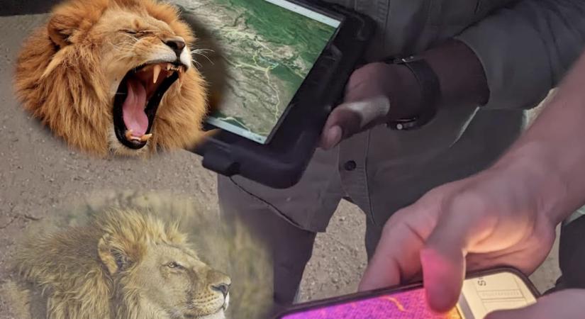 Igazából nem is úgy üvöltenek az oroszlánok, ahogyan eddig gondoltuk