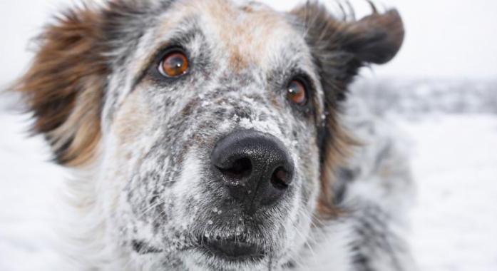 A legnagyobb félreértés a kutyák öregedéséről