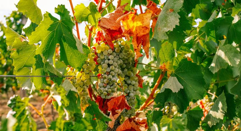 Nagy bajban van a német borászat