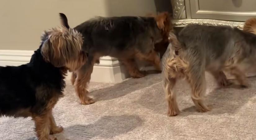 Begurul a yorkik labdája a szekrény alá: amit a kutyák tesznek, sokakat szórakoztat