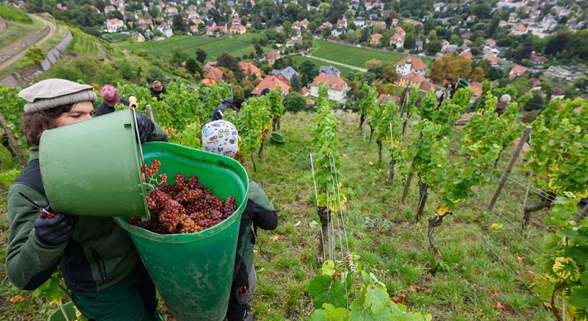 Dráma a pincékben: válságban a német bortermelés, szőlőterületek veszhetnek el