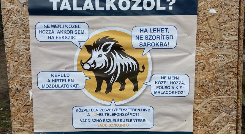 Annyi a vaddisznó a 12. kerületben, hogy tele lettek táblákkal az utcák, mit kell csinálni, ha találkozunk velük
