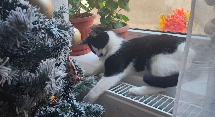 Ennél cukibbat ma nem látsz – így karácsonyoznak olvasóink kiskedvencei fotók